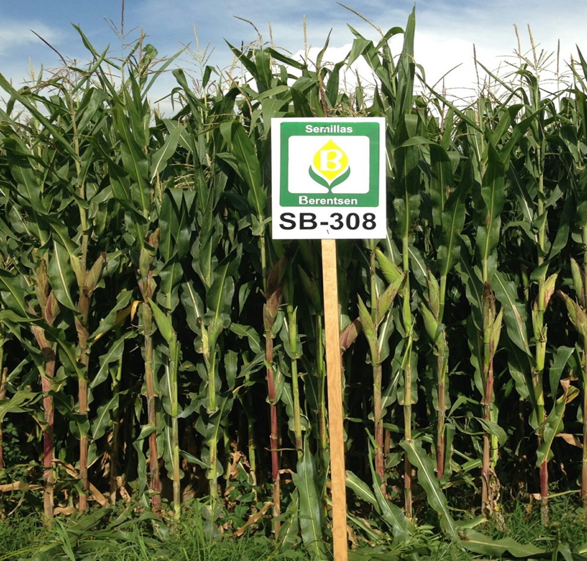 Maíz SB-308