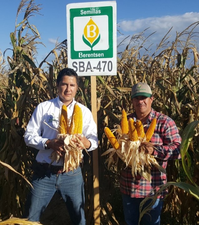 Maíz SBA-470