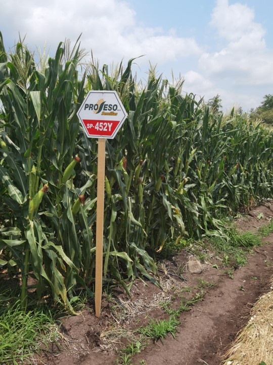 Maíz SP-452Y