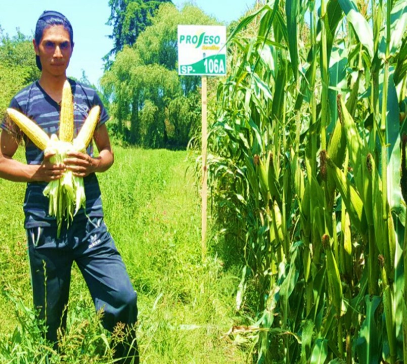 Maíz SP-206